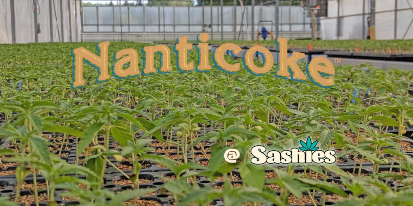Nanticoke at Sashies